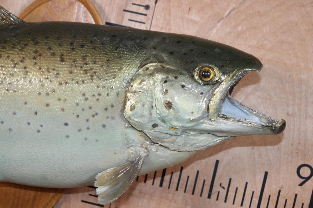 *Real Skin* LAKE TROUT mounted on a Wood Plaque - 3