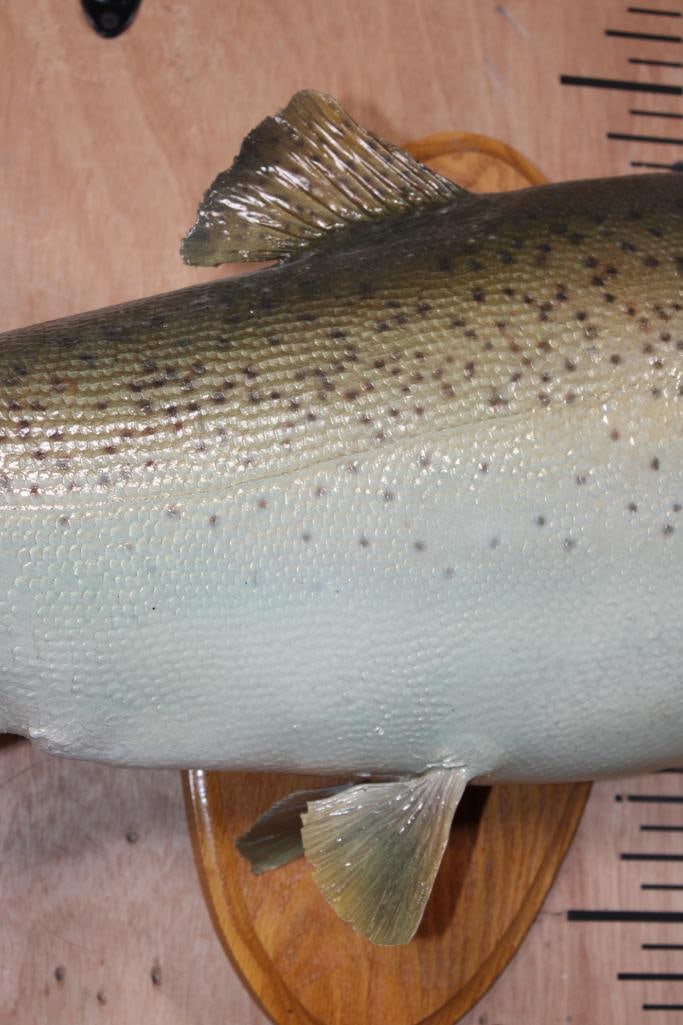 *Real Skin* LAKE TROUT mounted on a Wood Plaque - 4