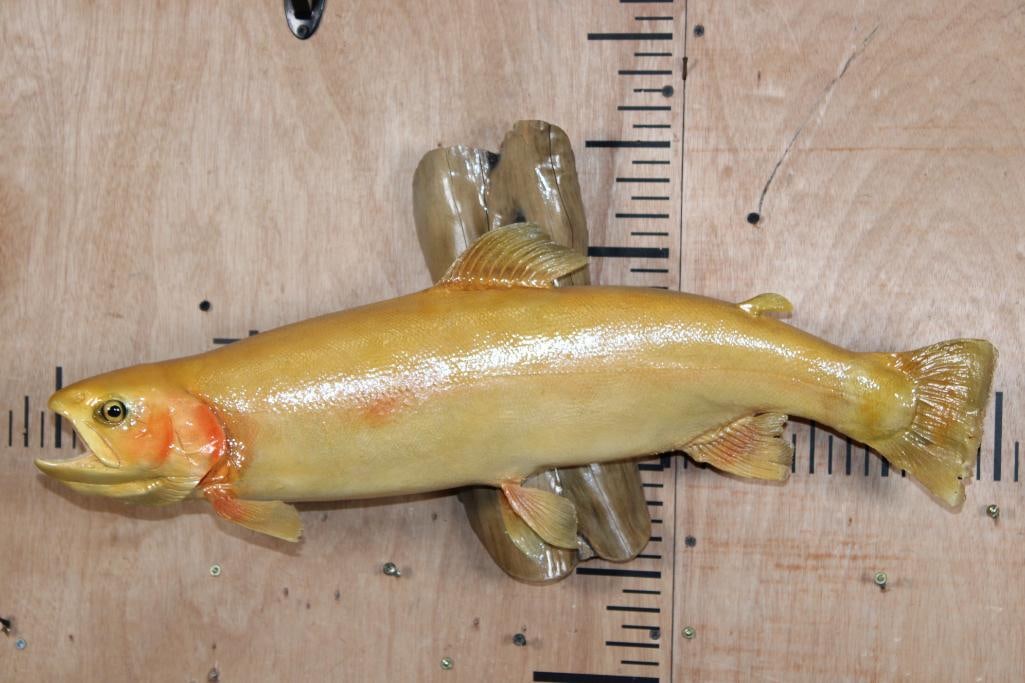 *Real Skin* PALOMINA or GOLDEN RAINBOW TROUT on a Polished Wood Base: *Real Skin* PALOMINA or GOLDEN RAINBOW TROUT. It measures 24.25" Long and is mounted on a Polished Wood Base. TAXIDERMY FISH 