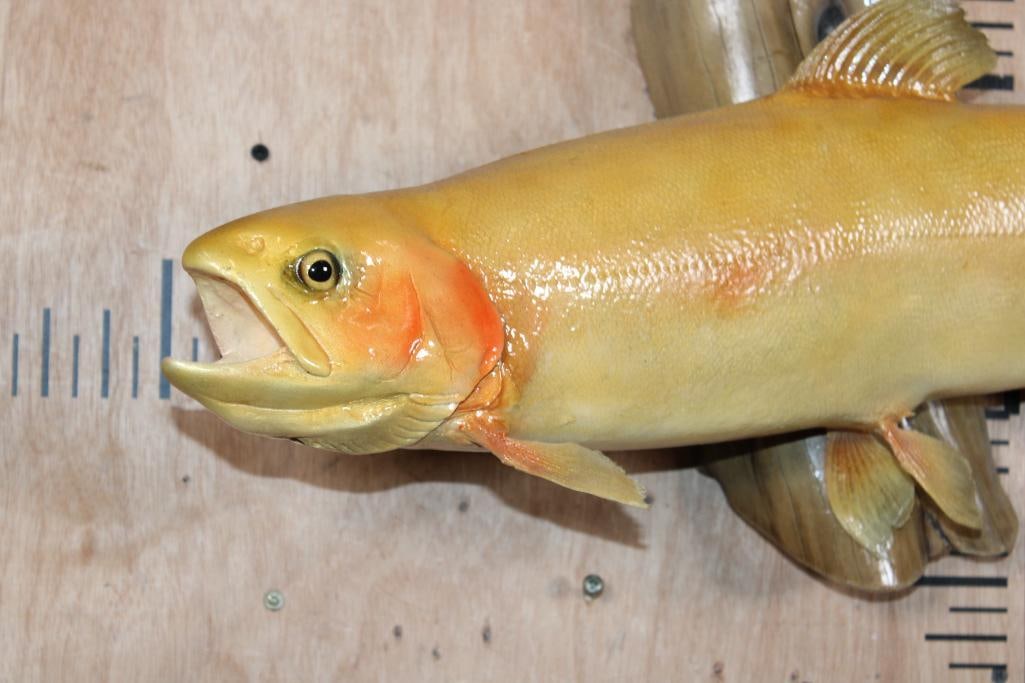 *Real Skin* PALOMINA or GOLDEN RAINBOW TROUT on a Polished Wood Base - 2