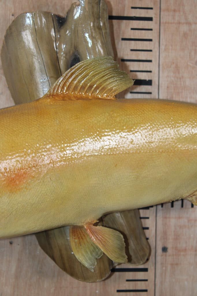 *Real Skin* PALOMINA or GOLDEN RAINBOW TROUT on a Polished Wood Base - 3