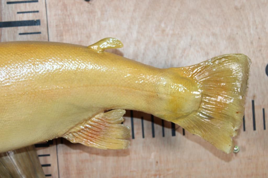 *Real Skin* PALOMINA or GOLDEN RAINBOW TROUT on a Polished Wood Base - 4