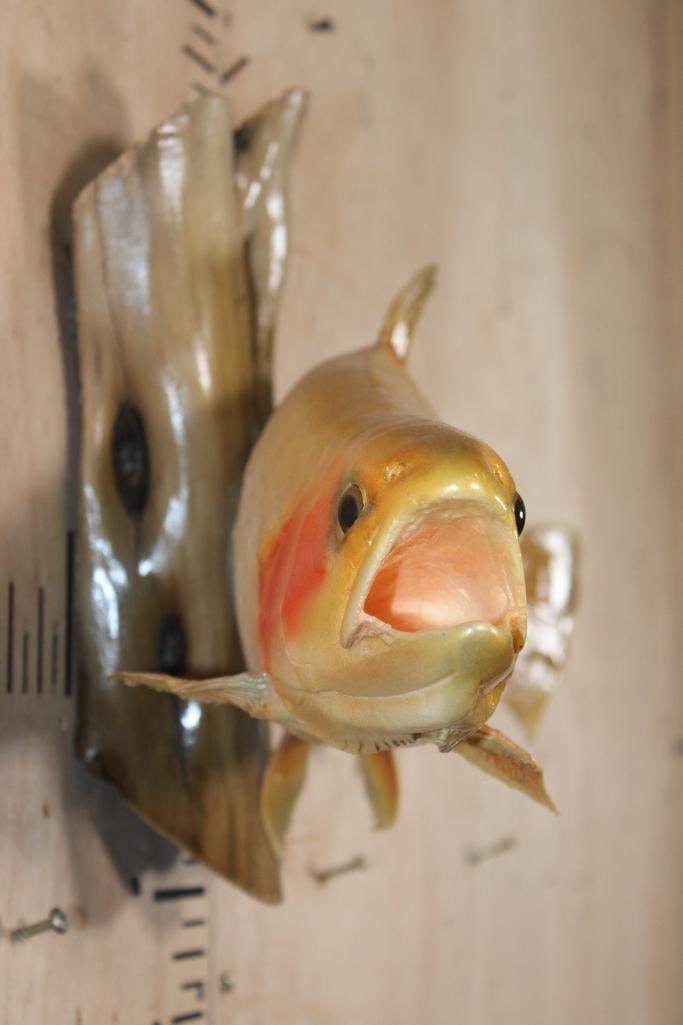 *Real Skin* PALOMINA or GOLDEN RAINBOW TROUT on a Polished Wood Base - 5