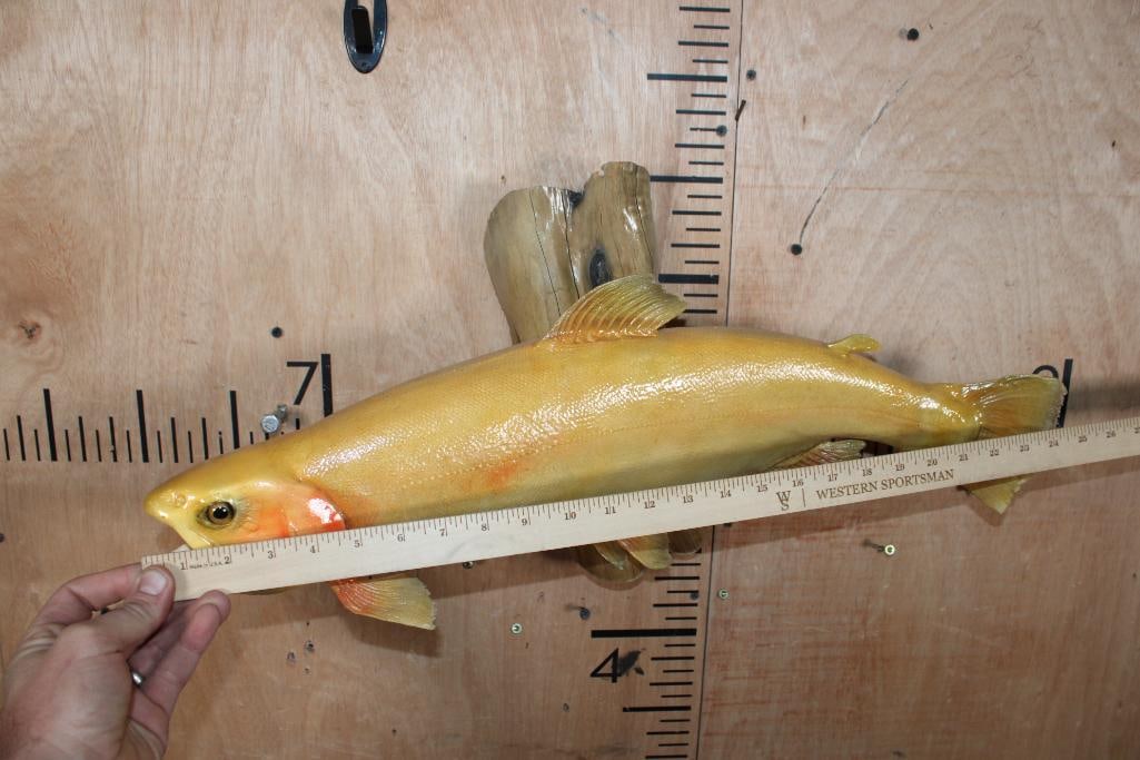 *Real Skin* PALOMINA or GOLDEN RAINBOW TROUT on a Polished Wood Base - 6
