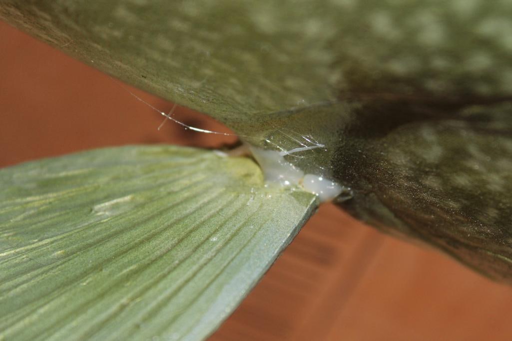 Big Reproduction LAKE TROUT on a Wooden Plaque - 4