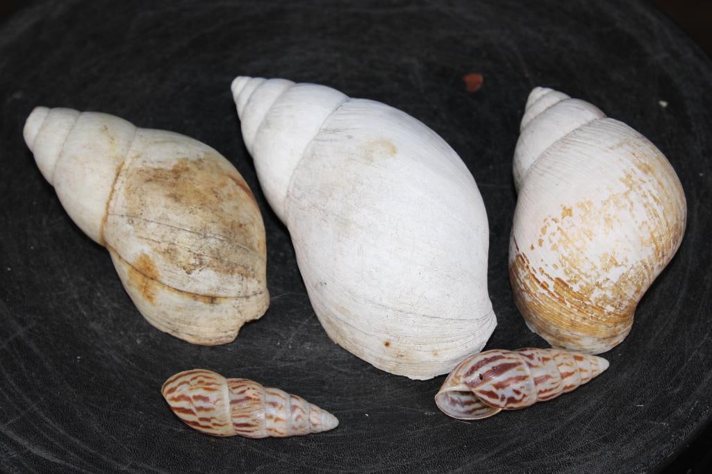 (5) LAND SNAIL Shells: 5 LAND SNAIL Shells. There are 3 Giant African Land Snail Shells and 2 Limicolaria flammea Snail Shells (a type of collectible terrestrial gastropod mollusk). TAXIDERMY 