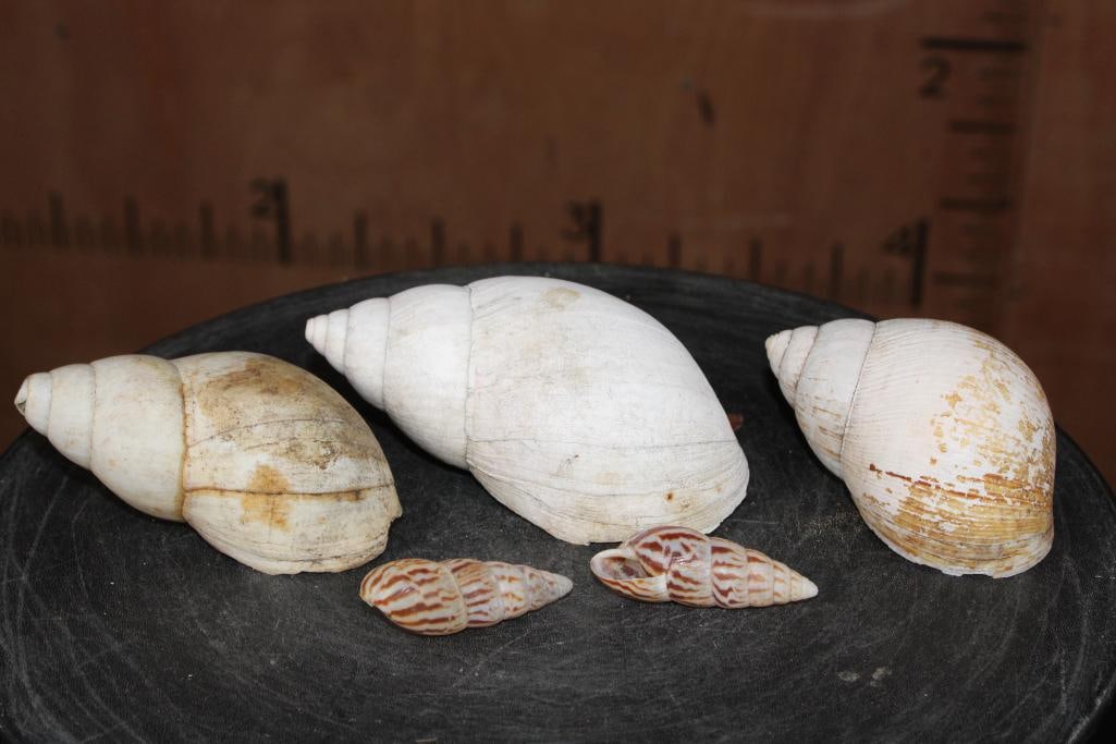 (5) LAND SNAIL Shells - 2