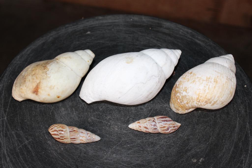 (5) LAND SNAIL Shells - 3