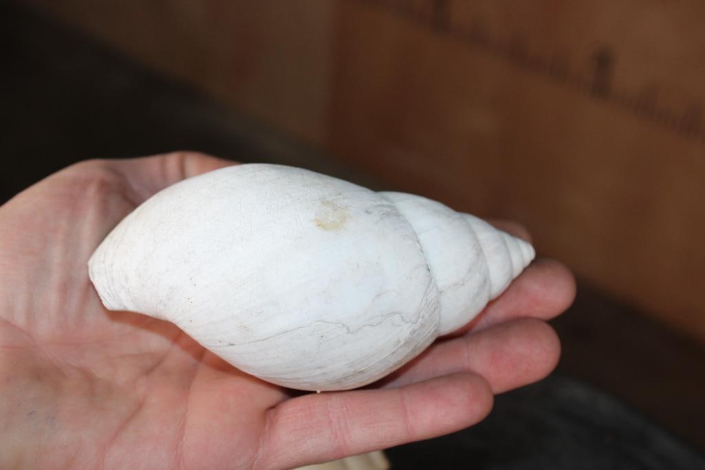 (5) LAND SNAIL Shells - 4