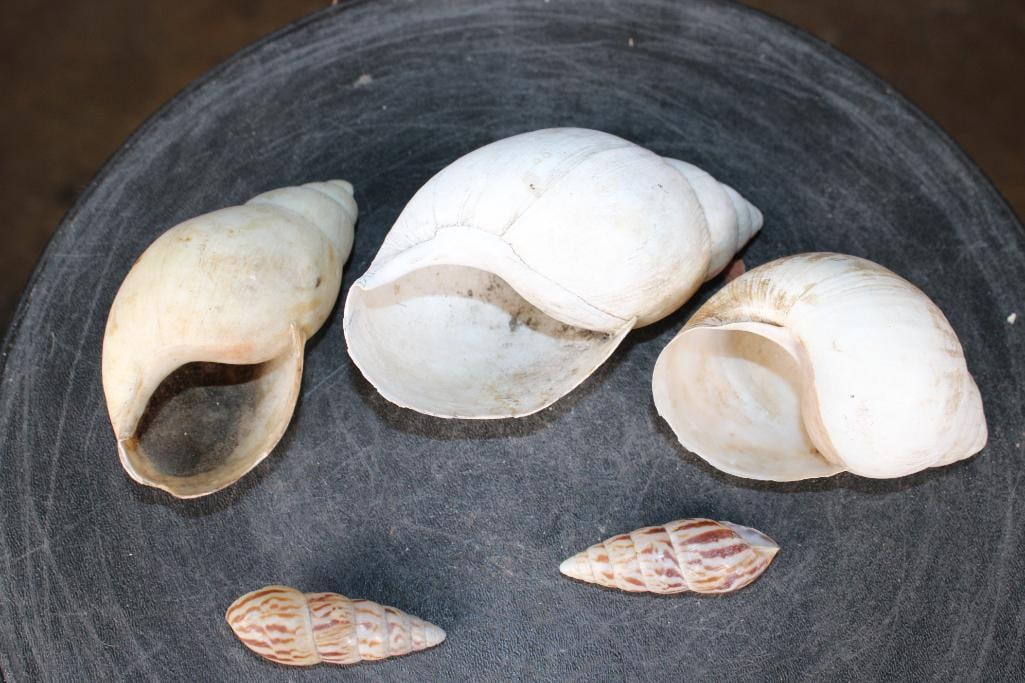 (5) LAND SNAIL Shells - 5