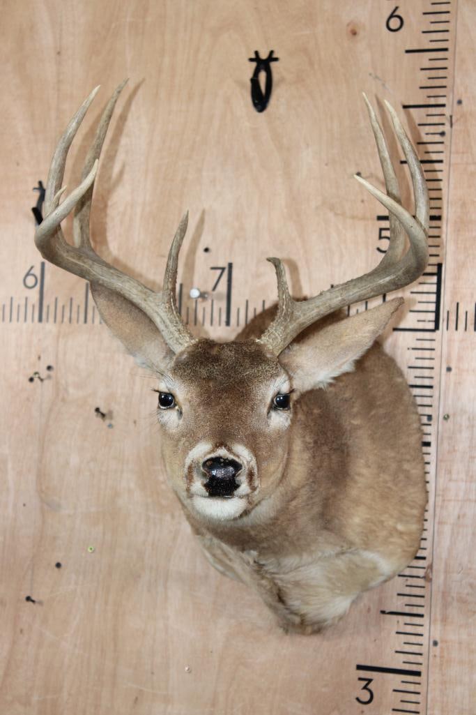 9-Point WHITETAIL DEER Shoulder Mount in a "Sneak" Pose: 9-Point WHITETAIL DEER Shoulder Mount with a 17" Spread. It is in a "Sneak" Pose and Fair Condition. TAXIDERMY 