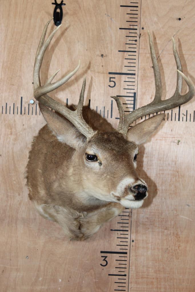 9-Point WHITETAIL DEER Shoulder Mount in a "Sneak" Pose - 2
