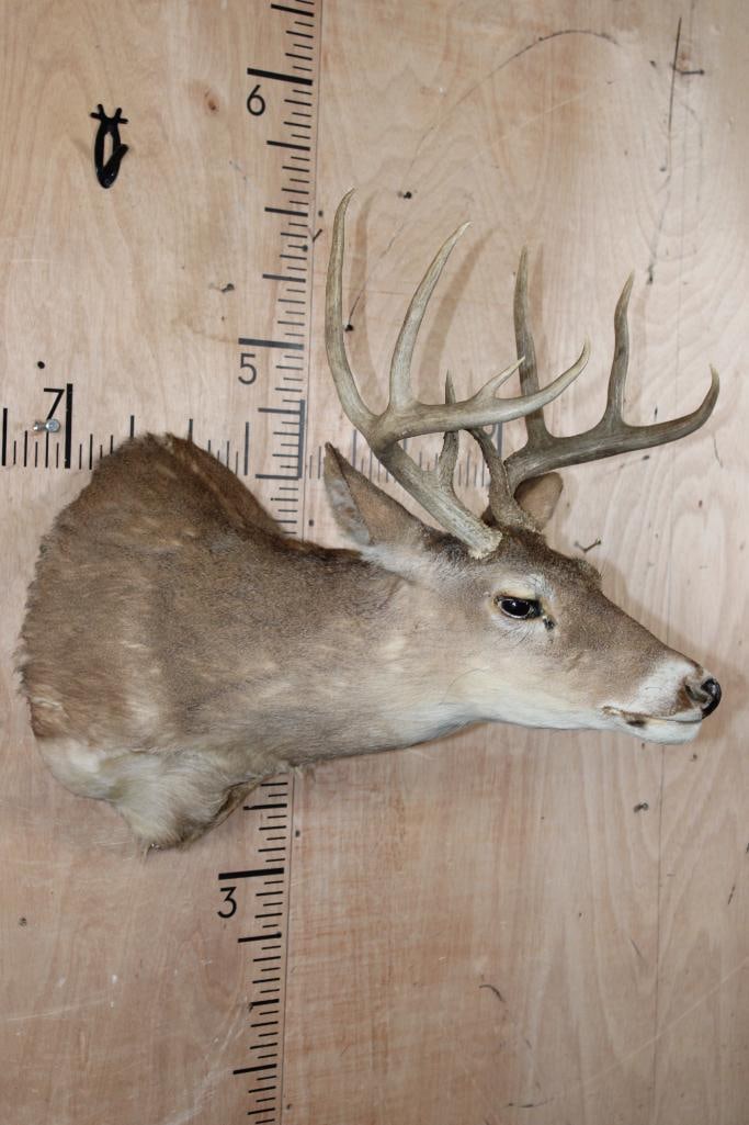 9-Point WHITETAIL DEER Shoulder Mount in a "Sneak" Pose - 3