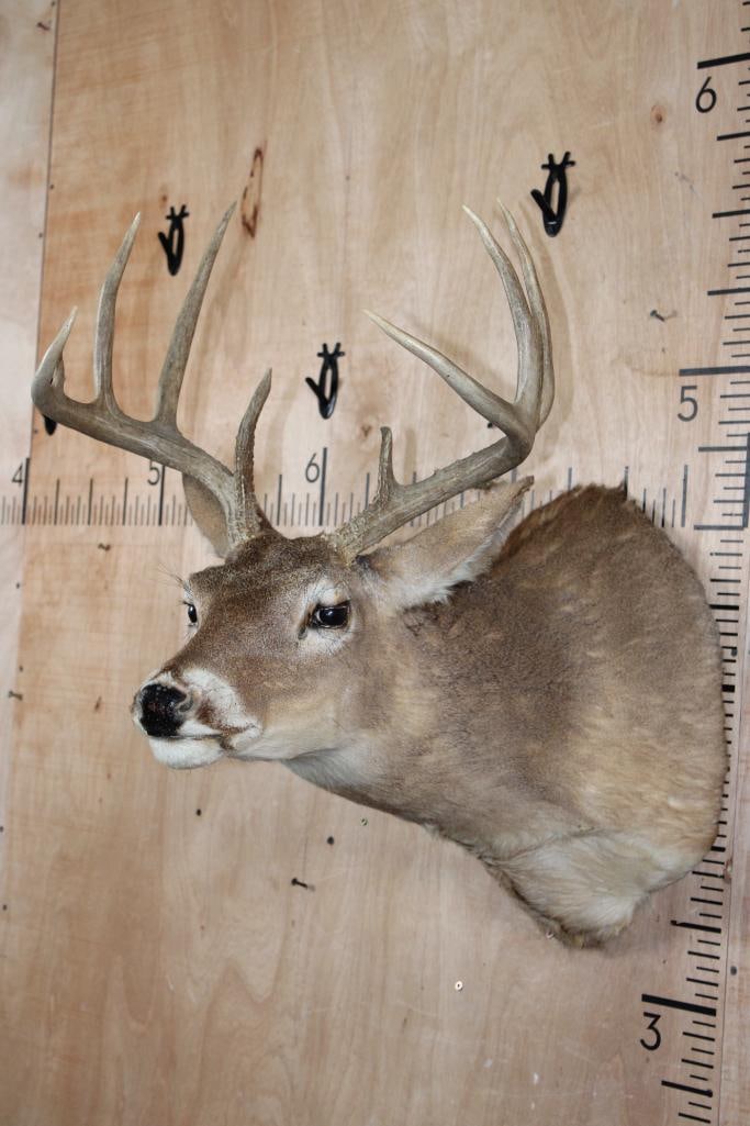 9-Point WHITETAIL DEER Shoulder Mount in a "Sneak" Pose - 4