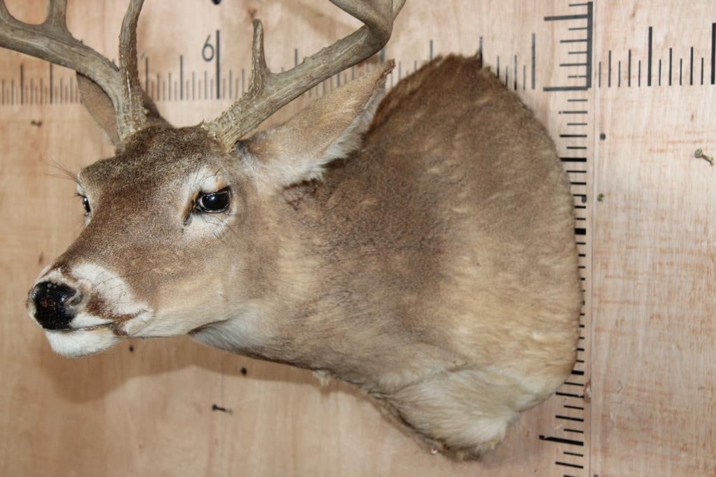 9-Point WHITETAIL DEER Shoulder Mount in a "Sneak" Pose - 5