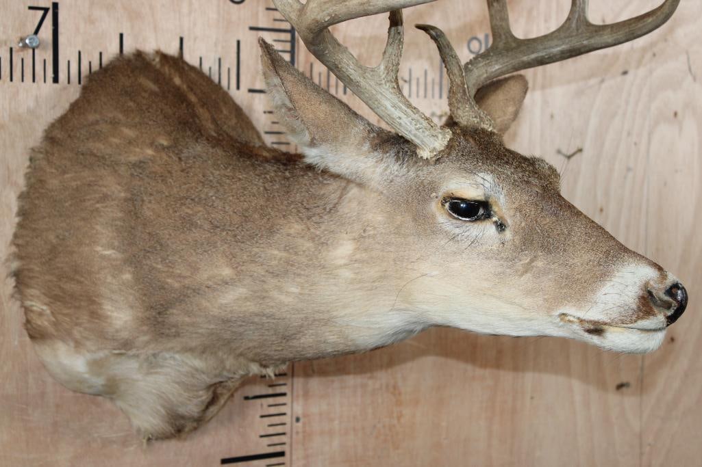 9-Point WHITETAIL DEER Shoulder Mount in a "Sneak" Pose - 6