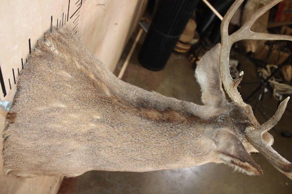 9-Point WHITETAIL DEER Shoulder Mount in a "Sneak" Pose - 7