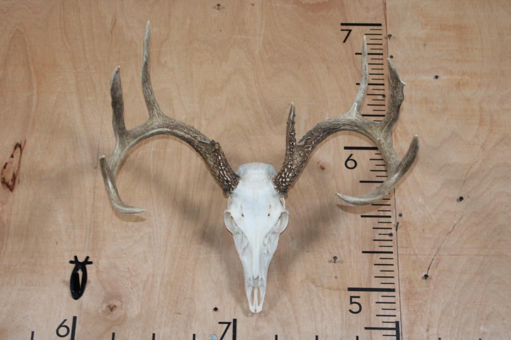 A-Grade 9-Point WHITETAIL DEER Skull: Nice A-Grade 9-Point WHITETAIL DEER Skull. It has a 21.5" Spread and All its Teeth and Nasal Turbinates. TAXIDERMY SKULLS 