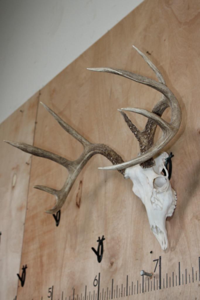 A-Grade 9-Point WHITETAIL DEER Skull - 2