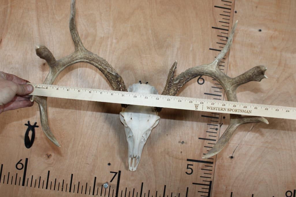 A-Grade 9-Point WHITETAIL DEER Skull - 4