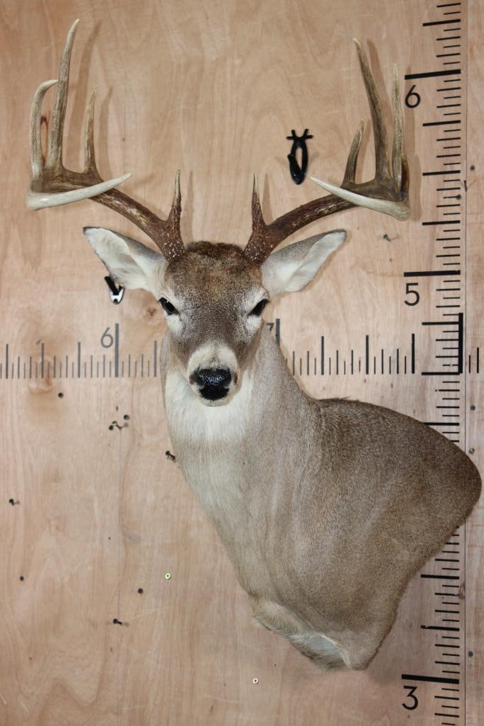11-Point WHITETAIL DEER Wall Pedestal: Nice, Clean, and Newer 11-Point WHITETAIL DEER Wall Pedestal. It has a 19.25" Spread and is in Good Condition. TAXIDERMY 
