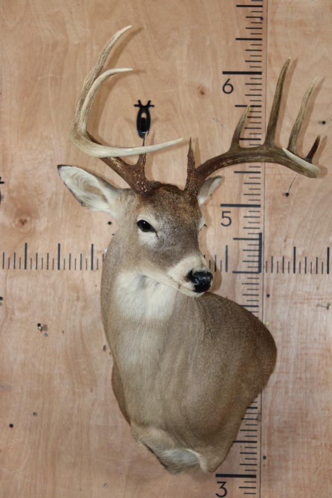 11-Point WHITETAIL DEER Wall Pedestal - 2