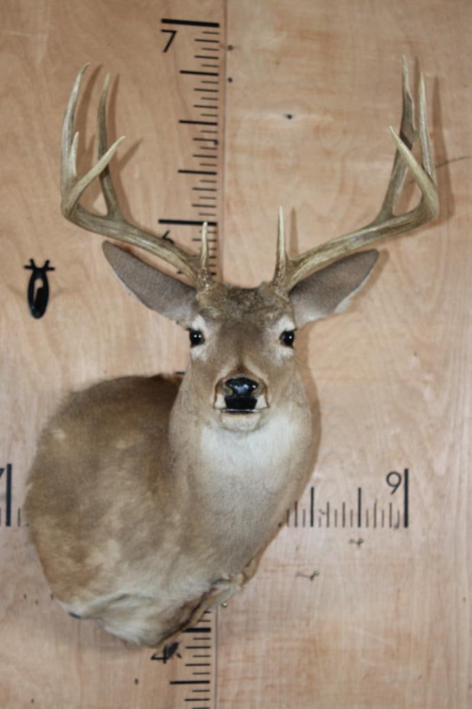 9-Point WHITETAIL DEER Shoulder Mount: 9-Point WHITETAIL DEER Shoulder Mount. It has an 18.75" Spread and is in Good Condition. TAXIDERMY 