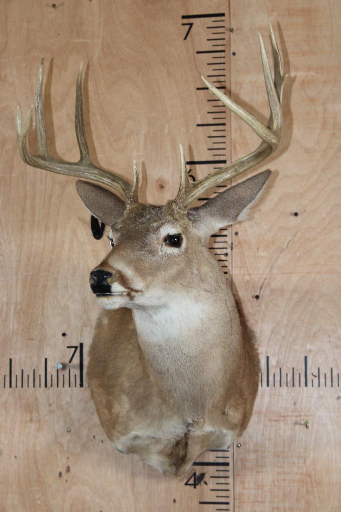 9-Point WHITETAIL DEER Shoulder Mount - 2