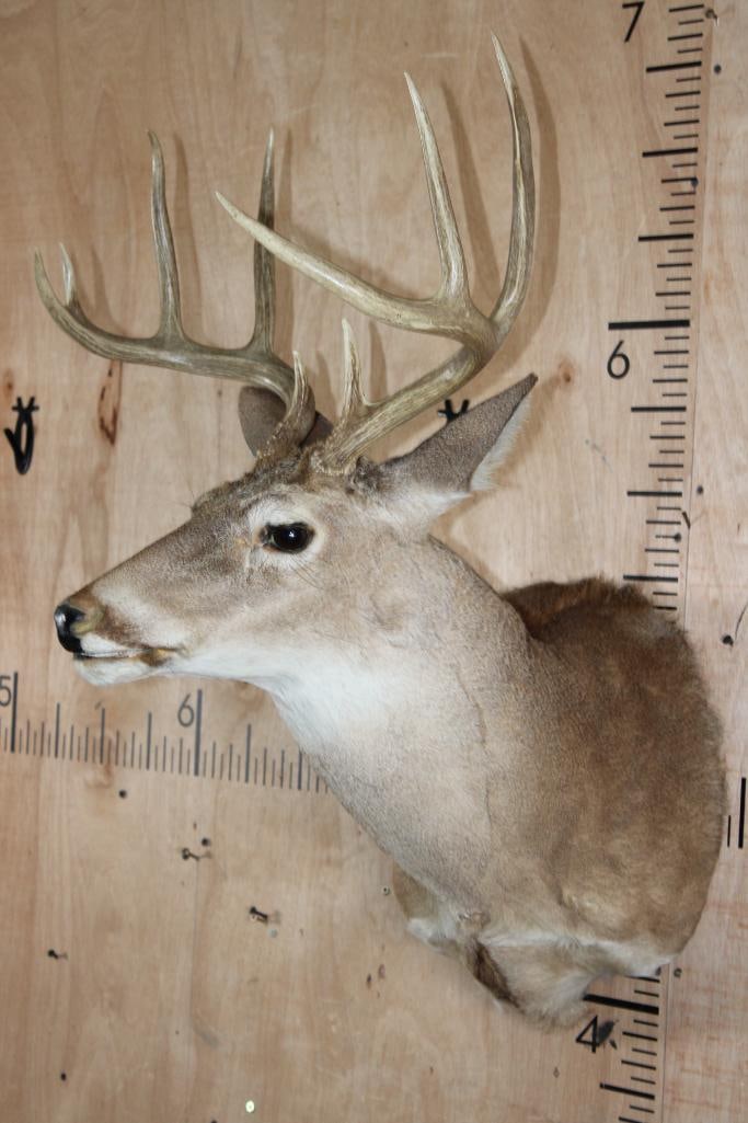 9-Point WHITETAIL DEER Shoulder Mount - 3