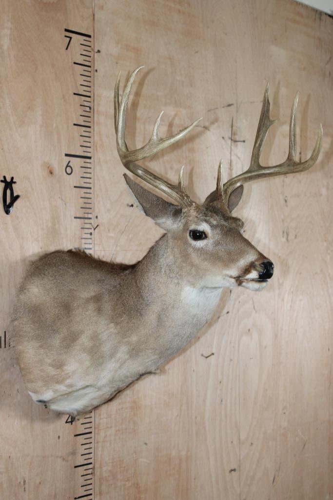 9-Point WHITETAIL DEER Shoulder Mount - 4