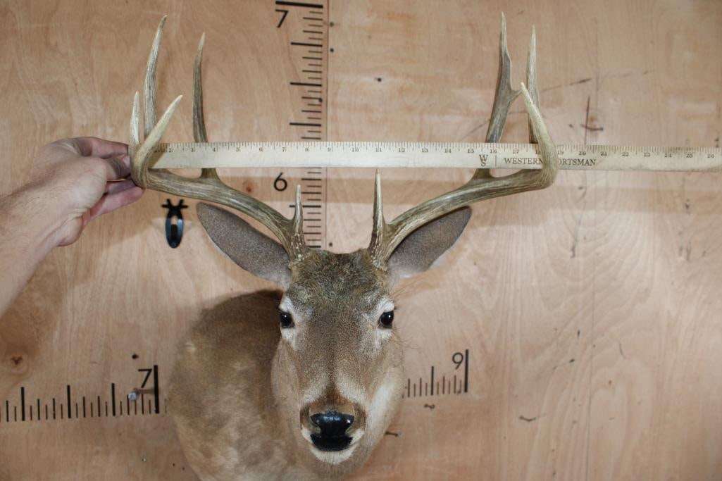 9-Point WHITETAIL DEER Shoulder Mount - 5