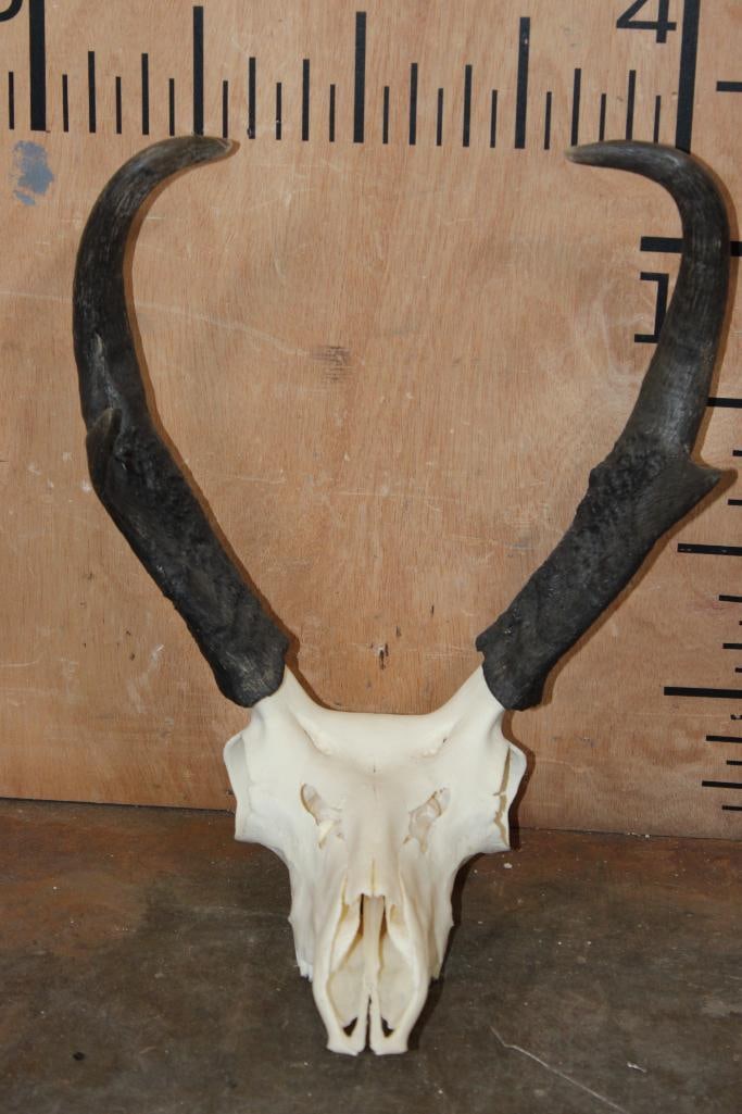 A-Grade PRONGHORN Skull: Nice A-Grade PRONGHORN Skull. It has All its Teeth and Nasal Turbinates. TAXIDERMY SKULLS 