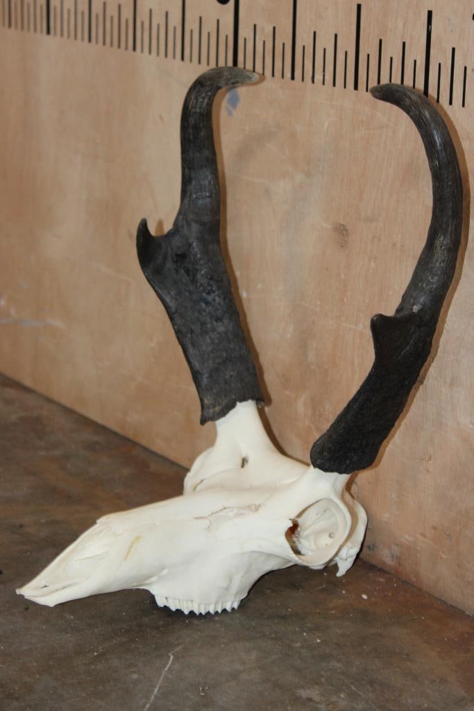 A-Grade PRONGHORN Skull - 2