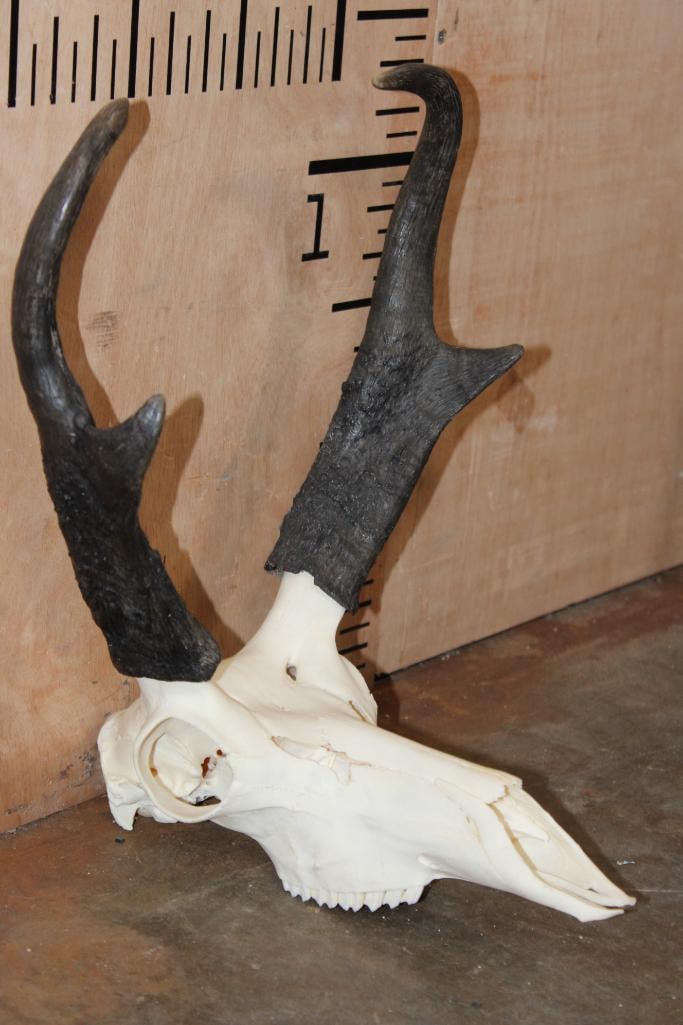 A-Grade PRONGHORN Skull - 3