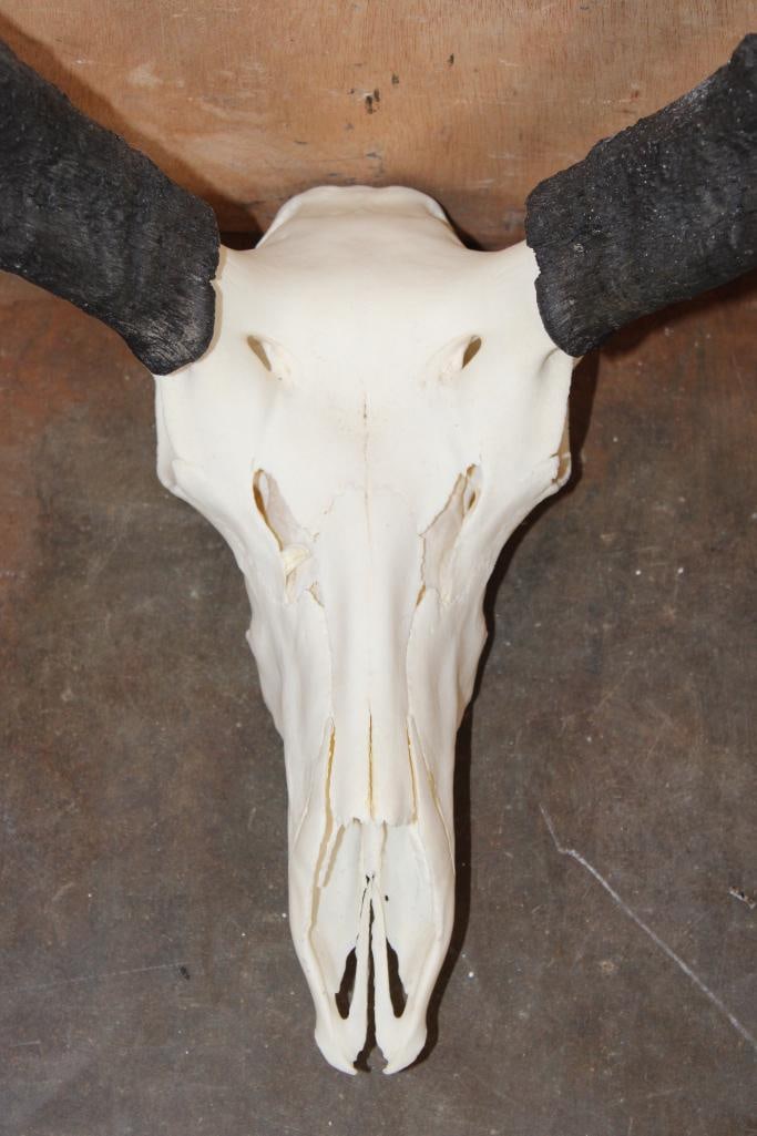 A-Grade PRONGHORN Skull - 4