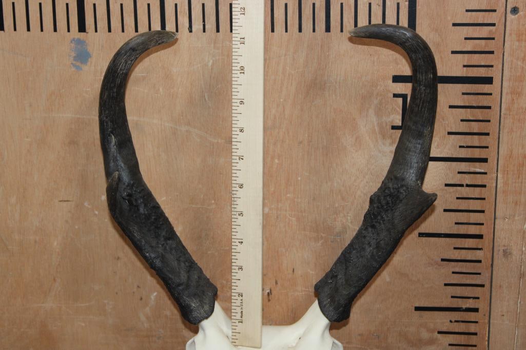 A-Grade PRONGHORN Skull - 5