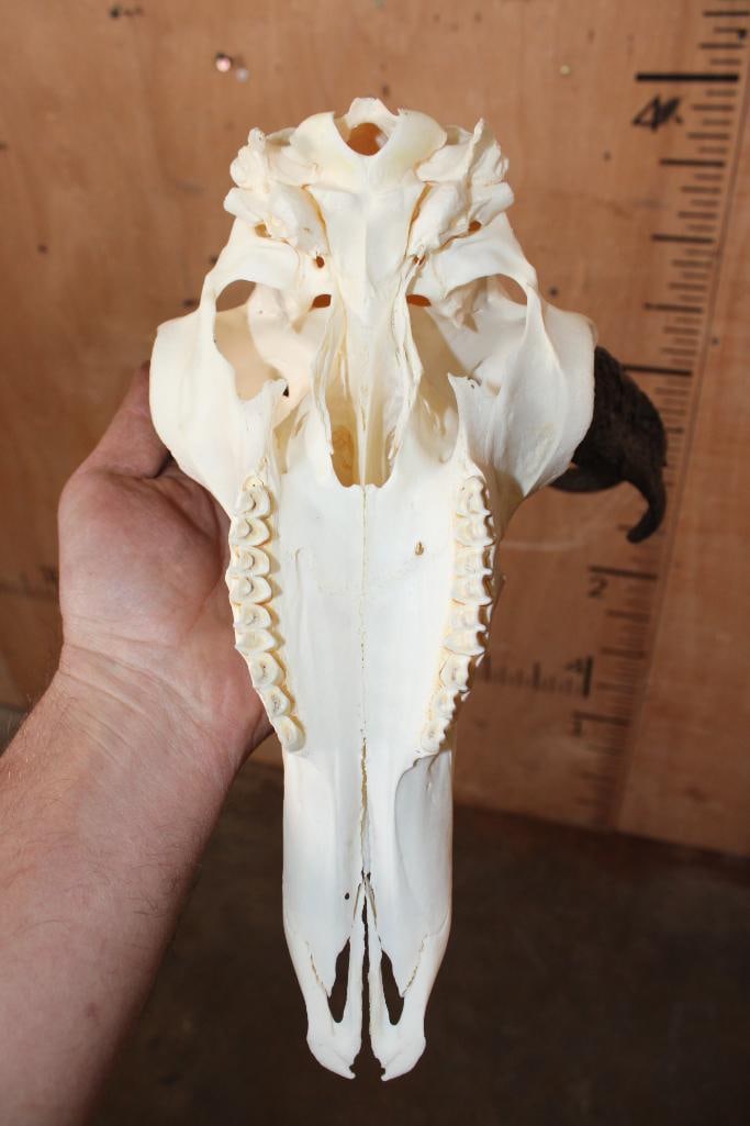 A-Grade PRONGHORN Skull - 6