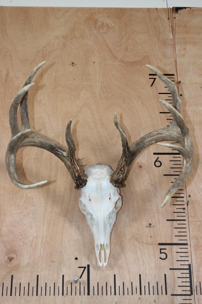 11-Point A-Grade WHITETAIL DEER Skull: Nice and Respectable 11-Point A-Grade WHITETAIL DEER Skull. It has a 20.5" Spread and All its Teeth and Nasal Turbinates. TAXIDERMY SKULLS 