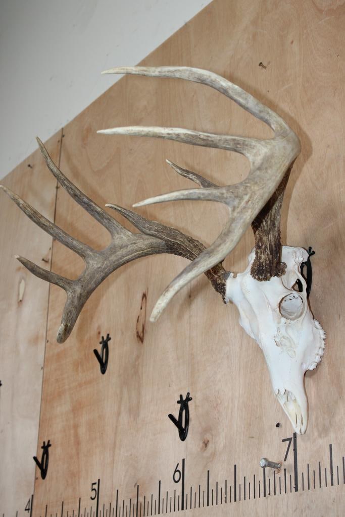 11-Point A-Grade WHITETAIL DEER Skull - 2