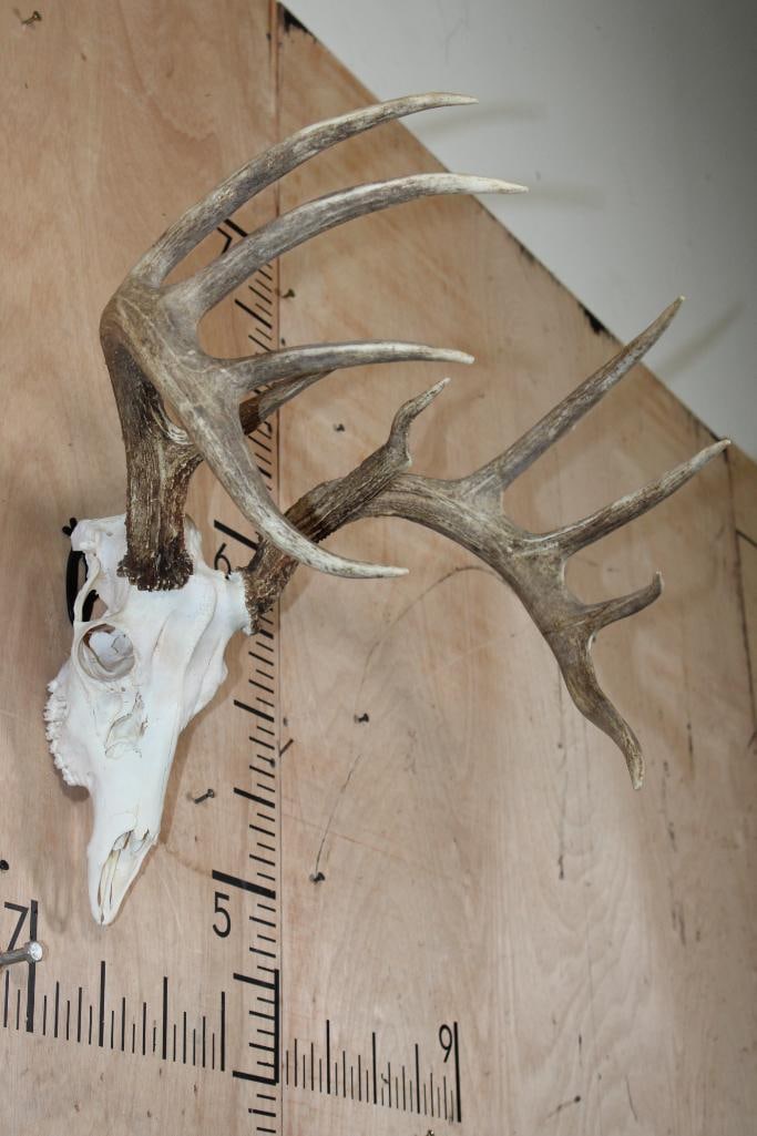 11-Point A-Grade WHITETAIL DEER Skull - 3