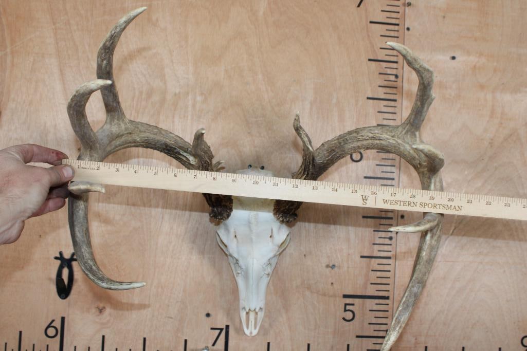 11-Point A-Grade WHITETAIL DEER Skull - 5