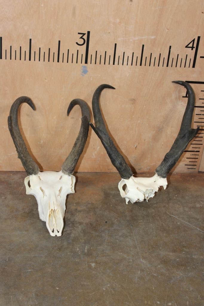 (1) PRONGHORN Skull and (1) PRONGHORN Skull Cap: 1 PRONGHORN Skull and 1 PRONGHORN Skull Cap. They are both in Good Condition. TAXIDERMY SKULLS 