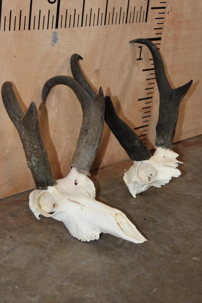 (1) PRONGHORN Skull and (1) PRONGHORN Skull Cap - 2