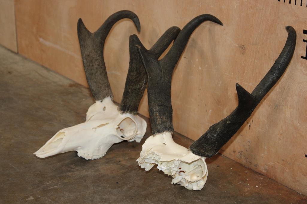(1) PRONGHORN Skull and (1) PRONGHORN Skull Cap - 3
