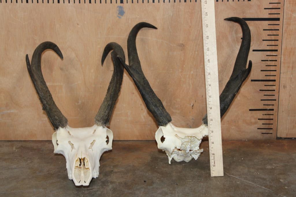 (1) PRONGHORN Skull and (1) PRONGHORN Skull Cap - 4