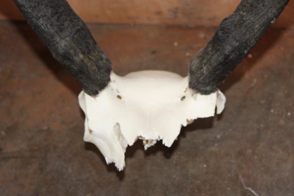 (1) PRONGHORN Skull and (1) PRONGHORN Skull Cap - 6