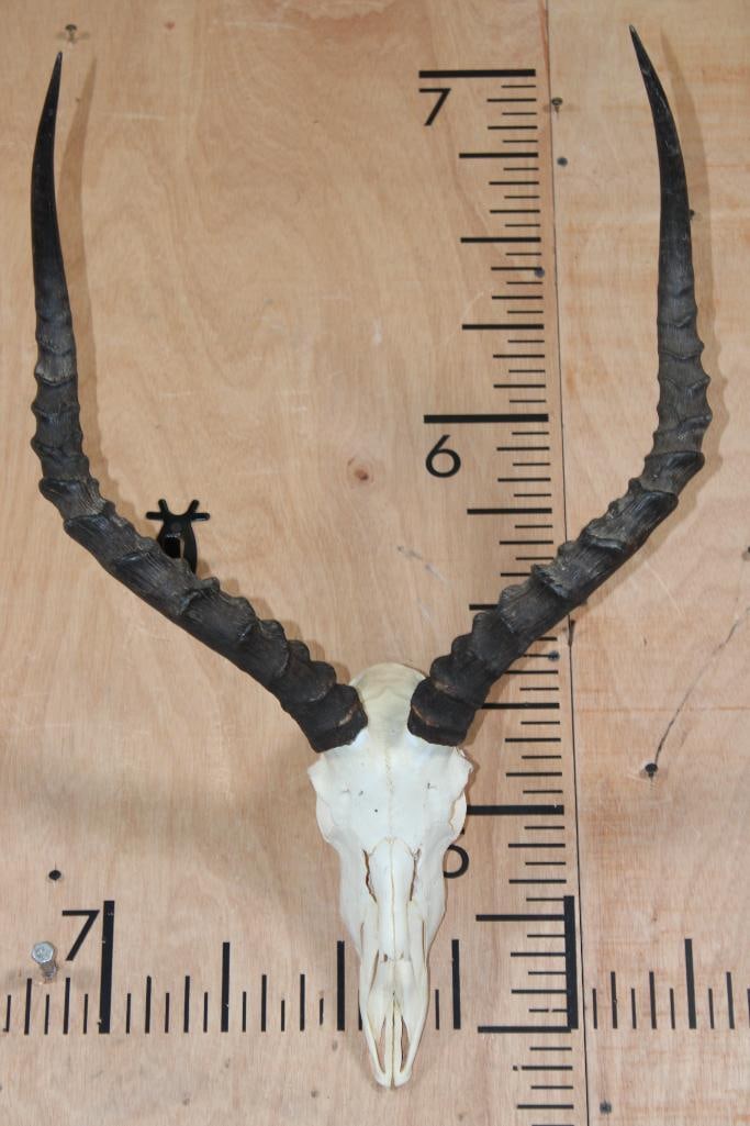 IMPALA Skull (1 of 5)