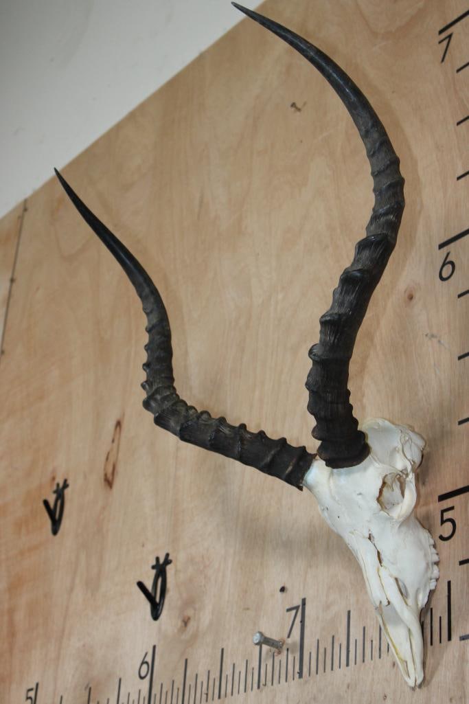 IMPALA Skull - 2