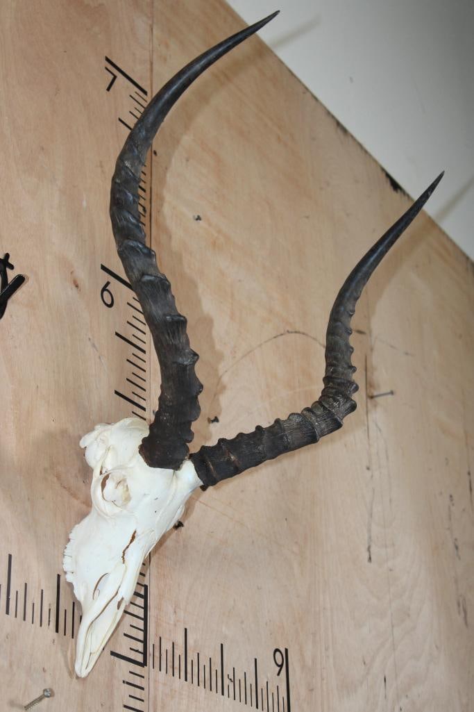 IMPALA Skull - 3