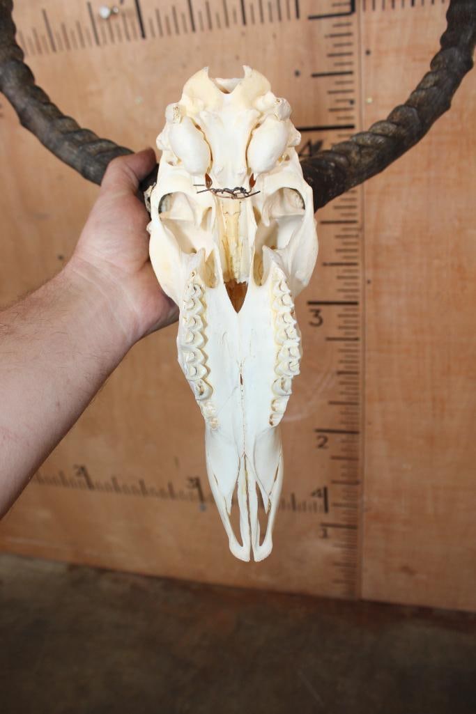 IMPALA Skull - 4